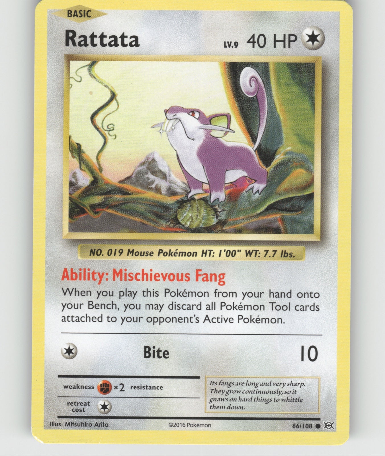 Rattata Common XY - Evolutions 66/108 NM